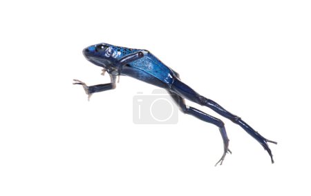 Photo for Blue poison dart frog jumping, Dendrobates tinctorius azureus, isolated on white - Royalty Free Image