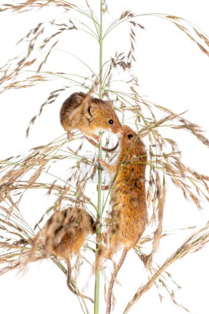 Photo for Harvest mouse, Micromys minutus, climbing holding and balancing on high grass, isolated on white - Royalty Free Image