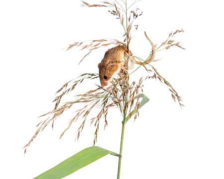 Foto de Ratón de cosecha, Micromys minutus, trepando, sosteniendo y equilibrando sobre hierba alta, aislado sobre blanco - Imagen libre de derechos