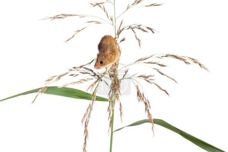 Foto de Ratón de cosecha, Micromys minutus, trepando, sosteniendo y equilibrando sobre hierba alta, aislado sobre blanco - Imagen libre de derechos