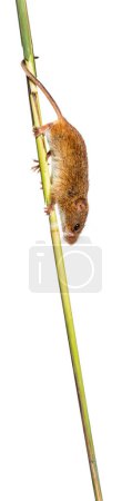 Foto de Harvest mouse, Micromys minutus, climbing holding and balancing with its tail on high grass, isolated on white - Imagen libre de derechos