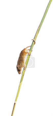 Photo for Harvest mouse, Micromys minutus, climbing holding and balancing with its tail on high grass, isolated on white - Royalty Free Image