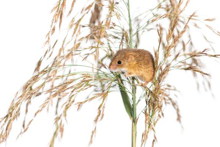 Photo for Harvest mouse, Micromys minutus, climbing, holding and balancing on high grass, isolated on white - Royalty Free Image