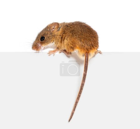 Foto de Ratón de cosecha, Micromys minutus, balanceándose sobre un borde, aislado sobre blanco - Imagen libre de derechos
