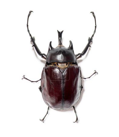 Photo for Rhinoceros beetle, Actaeon beetle, isolated on white - Royalty Free Image