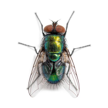 Top shot de una especie de mosca botella verde, probablemente Lucilia sericata, aislado en blanco