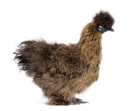 Téléchargez les photos : Side view of a Partridge Silkie hen, isolated on white - en image libre de droit