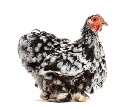 Foto de Side view of a Black and white Bantam hen, isolated on white - Imagen libre de derechos