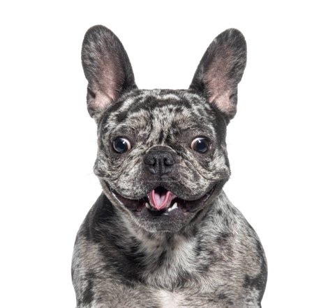 Photo for Expressive Black and grey Brindle french bullldog making a funny face, isolated on white - Royalty Free Image