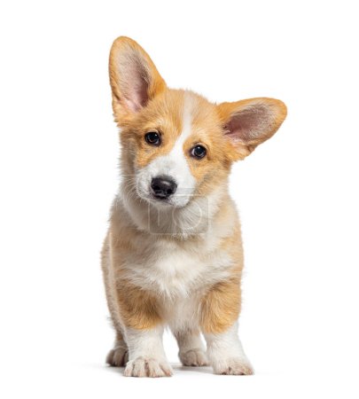 Photo for Sitting Puppy Welsh Corgi Pembroke looking at camera, 14 Weeks old, isolated on white - Royalty Free Image