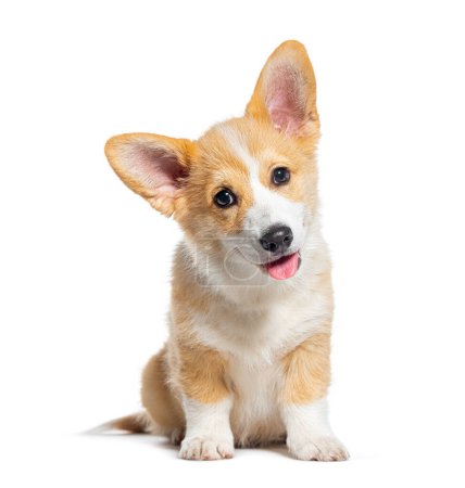 Photo for Sitting happy panting Puppy Welsh Corgi Pembroke looking at camera, 14 Weeks old, isolated on white - Royalty Free Image