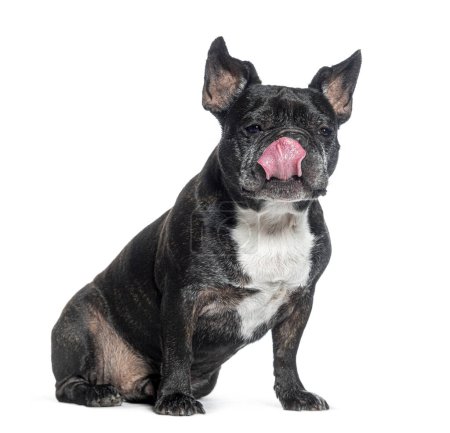 Foto de Codicioso viejo Bulldog francés lamiéndose los labios esperando a comer, aislado en blanco - Imagen libre de derechos