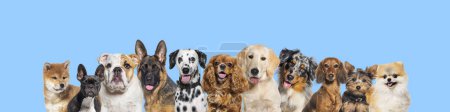 Foto de Row of different size and breed dogs over blue horizontal social media or web banner with copy space for text. Dogs are looking at the camera, some cute, panting or happy - Imagen libre de derechos