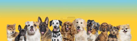 Foto de Row of different size and breed dogs over yellow blue gradient horizontal social media or web banner with copy space for text. Dogs are looking at the camera, some cute, panting or happy - Imagen libre de derechos