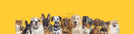Foto de Row of different size and breed dogs over yellow horizontal social media or web banner with copy space for text. Dogs are looking at the camera, some cute, panting or happy - Imagen libre de derechos