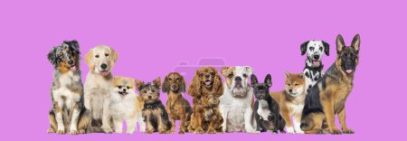 Téléchargez les photos : Groupe de onze chiens de différentes tailles et races regardant la caméra, certains mignons, haletants ou heureux, dans une rangée, sur le rose pourpre - en image libre de droit
