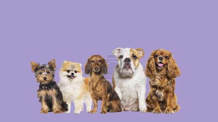 Foto de Group of dogs of different sizes and breeds looking at the camera, some cute, panting or happy, in a row, isolated on white - Imagen libre de derechos