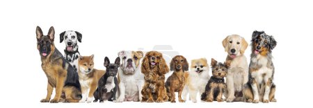 Téléchargez les photos : Group of dogs of different sizes and breeds looking at the camera, some cute, panting or happy, in a row, isolated on white - en image libre de droit