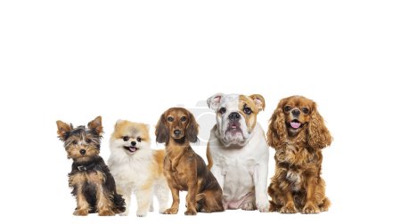 Téléchargez les photos : Groupe de cinq chiens de races différentes dans une rangée, regardant la caméra, certains sont mignons, haletants ou heureux, isolés sur blanc - en image libre de droit