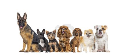 Téléchargez les photos : Group of dogs of different sizes and breeds looking at the camera, some cute, panting or happy, in a row, isolated on white - en image libre de droit