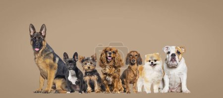 Téléchargez les photos : Groupe de chiens de différentes tailles et races regardant la caméra, certains mignons, haletants ou heureux, ensemble dans une rangée sur fond pastel brun - en image libre de droit