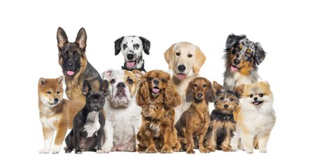 Photo for Group of dogs of different sizes and breeds looking at the camera, some cute, panting or happy, in a row, isolated on white - Royalty Free Image