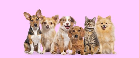 Foto de Happy sitting group dogs and a cat looking at the camera and panting mouth open against a pink background - Imagen libre de derechos
