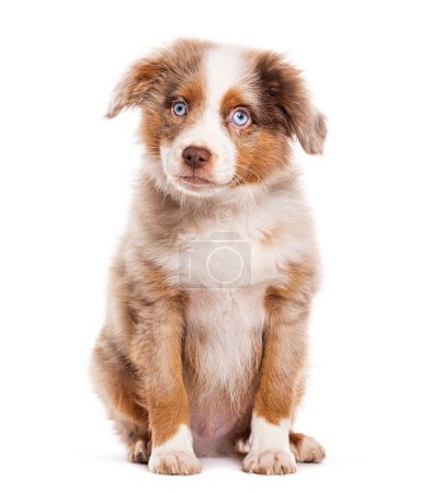 Foto de Three months old Puppy red merle blue eyed Bastard dog cross with an australian shepherd and unknown breed, isolated on white - Imagen libre de derechos