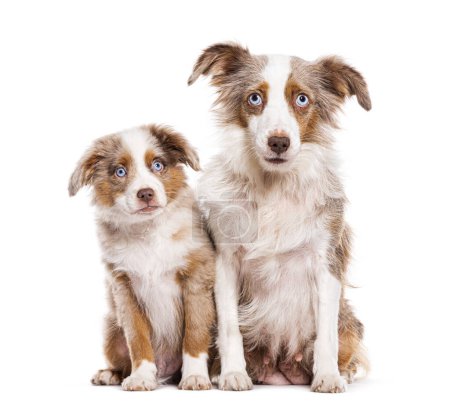 Foto de Mother and Puppy red merle blue eyed Bastard dog cross with an australian shepherd and unknown breed, isolated on white - Imagen libre de derechos