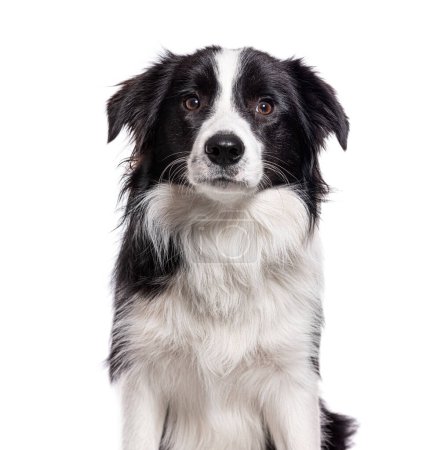 Téléchargez les photos : Head shot of a Young Border collie, isolated on white dog - en image libre de droit