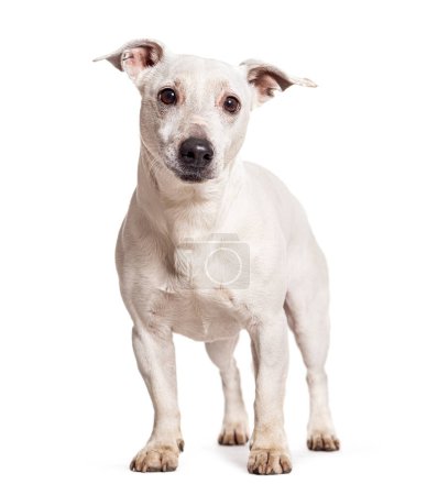Téléchargez les photos : White Jack russell terrier, isolated on white - en image libre de droit