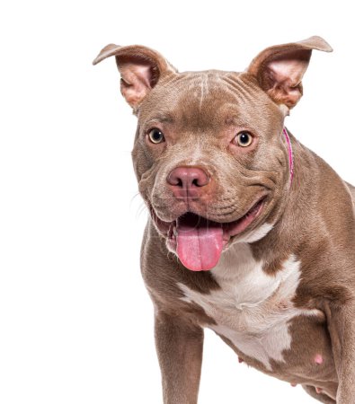 Photo for Head shot of a panting American Bully, isolated on white - Royalty Free Image