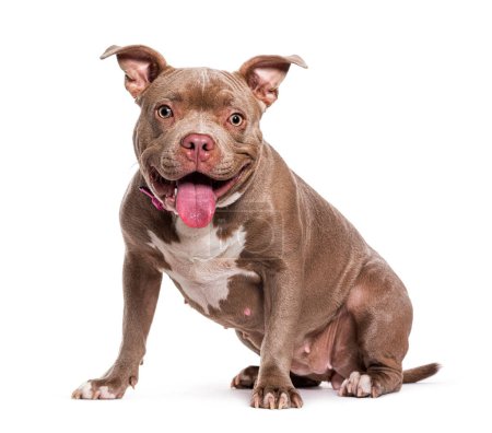 Photo for Sitting American Bully panting, isolated on white - Royalty Free Image
