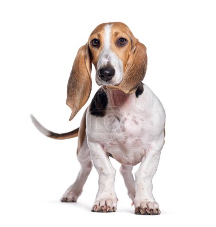 Photo for Young Norman Artesian Basset dog, isolated on white - Royalty Free Image