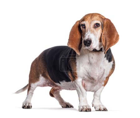Photo for Young Norman Artesian Basset dog, isolated on white - Royalty Free Image