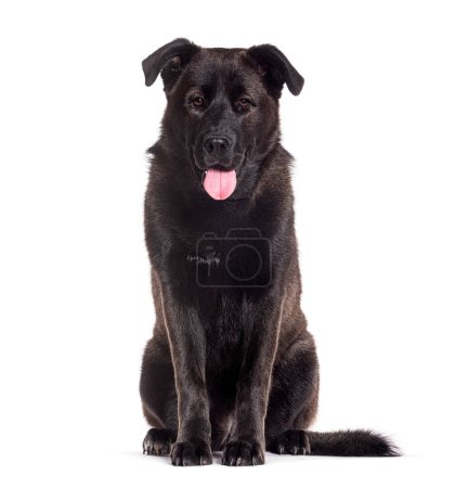 Foto de Black Mongrel dog, cross Samoyed and Dogue de Bordeaux; isolated on white - Imagen libre de derechos