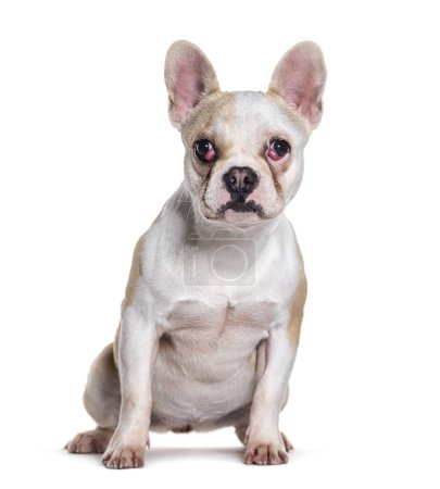 Téléchargez les photos : Sick Dog with a cherry eye vascularisation, isolated on white - en image libre de droit