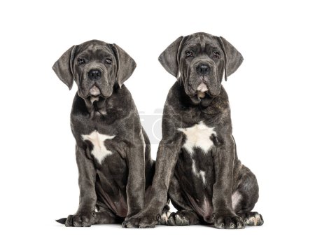 Téléchargez les photos : Chiots corso canne chien, 12 semaines, assis ensemble, isolé sur blanc - en image libre de droit