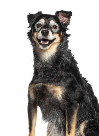Téléchargez les photos : Très vieux chien bâtard grisonnant, isolé sur blanc - en image libre de droit