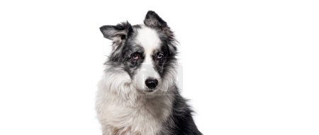 Photo for Head shot of a black and white Border collie dog, isolated on white background - Royalty Free Image