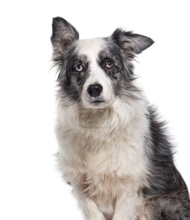 Téléchargez les photos : Tête d'un chien de collie frontalier noir et blanc isolé sur blanc - en image libre de droit