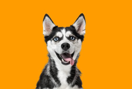 Foto de Retrato de un perro husky de ojos azules, mirando hacia arriba, jadeando con la boca abierta sobre un fondo naranja - Imagen libre de derechos