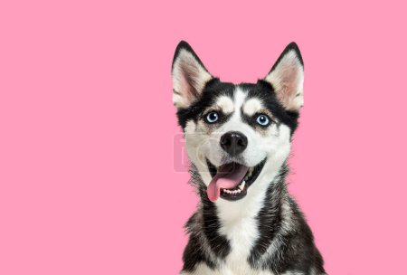 Foto de Retrato de un perro husky de ojos azules, mirando hacia arriba, jadeando con la boca abierta sobre un fondo rosa - Imagen libre de derechos