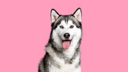 Foto de Portrait of a siberian husky, 9 months old, looking at the camera panting with mouth open on a pink background - Imagen libre de derechos