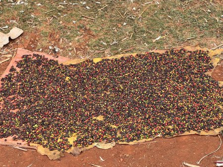 Téléchargez les photos : Coffee cherries being dried in a garden on a plastic sheet in the sun. this process is called the natural process. garden coffee is an ethiopian tradition. Bona Zuria, Ethiopia, Africa - en image libre de droit