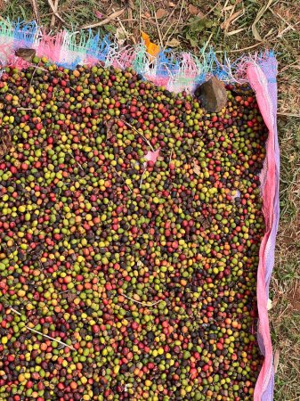 Foto de Cerezas de café que se secan en un jardín en una lámina de plástico al sol. este proceso se llama el proceso natural. café de jardín es una tradición etíope. Bona Zuria, Etiopía, África - Imagen libre de derechos