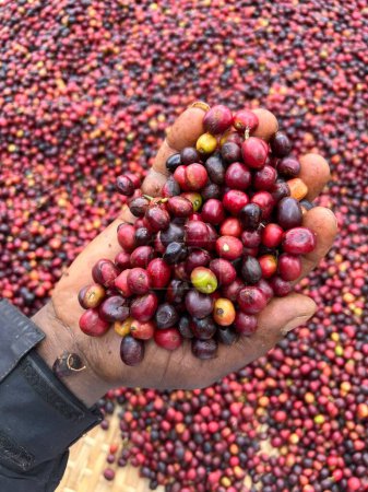 Photo for A hand holding and showing coffee cherries drying in the sun in a garden. In Ethiopia, people grow and drink the coffee they grow in their garden. Garden coffee is an Ethiopian tradition. - Royalty Free Image