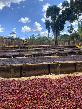 Photo for Ethiopian coffee cherries lying to dry in the sun in a drying station on raised bamboo beds. This process is the natural process. Bona Zuria, Sidama, Ethiopia, Africa - Royalty Free Image