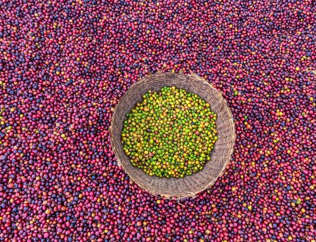 Téléchargez les photos : Cerises de café rouge et vert éthiopien couché pour sécher au soleil. Ce processus est le processus naturel. Les cerises sont triées à la main et les vertes sont mises dans un panier en osier. Bona Zuria, Éthiopie - en image libre de droit