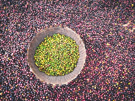 Téléchargez les photos : Cerises de café rouge et vert éthiopien couché pour sécher au soleil. Ce processus est le processus naturel. Les cerises sont triées à la main et les vertes sont mises dans un panier en osier. Bona Zuria, Sidama, Ethiopie - en image libre de droit